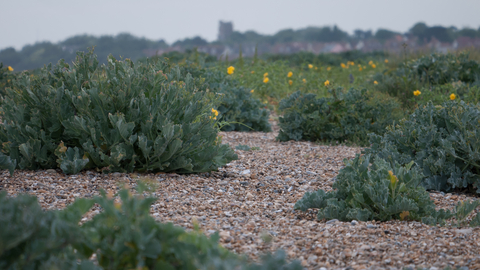 Vegetated shingle beach