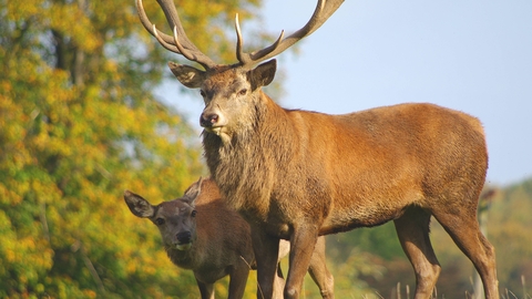 Red deer