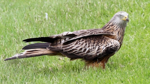 Red kite on ground