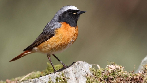 Redstart