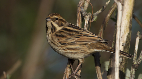 Reed Bunting