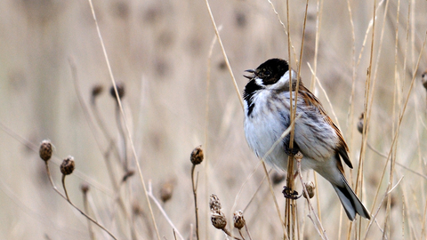 Reed Bunting