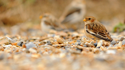 Snow Bunting