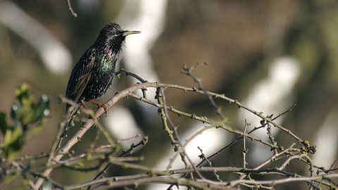 Starling