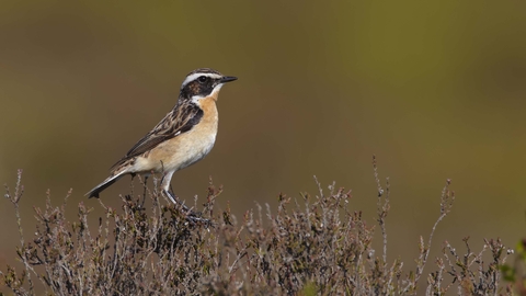 Whinchat