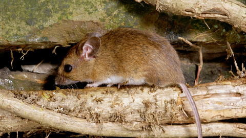 Wood mouse