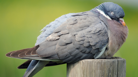 Woodpigeon