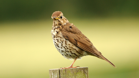 Song thrush