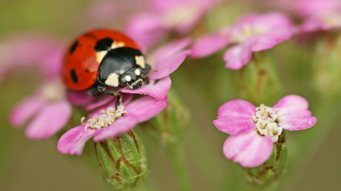 7-spot Ladybird