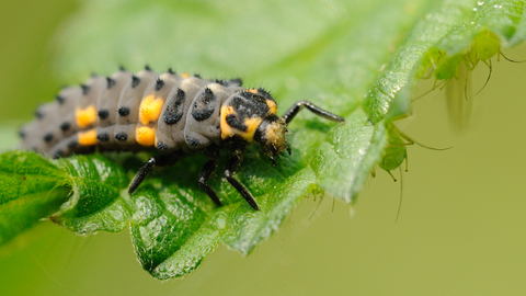 7-spot Ladybird larva