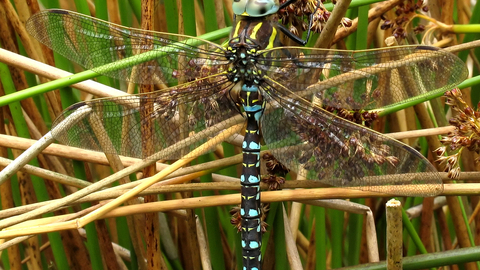 Common Hawker