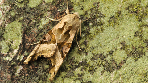 Angle Shades moth