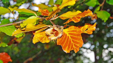 Common Beech