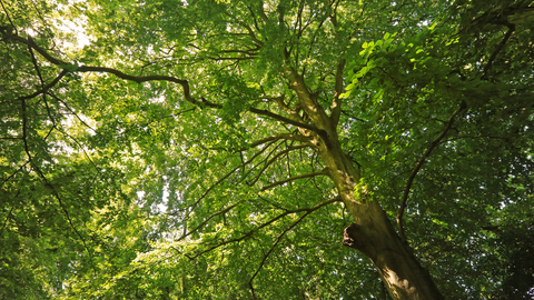 Common Beech