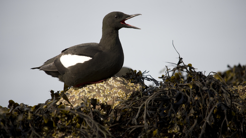 Black Guillemot