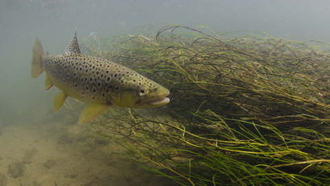 Brown Trout