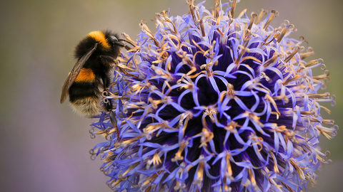 Buff-tailed Bumblebee