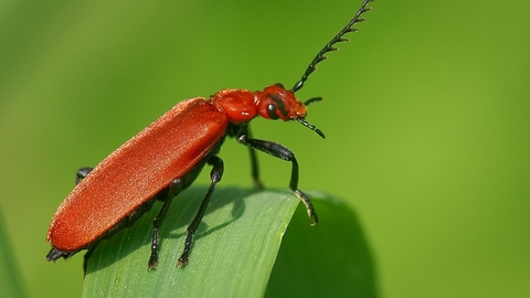 Red-headed Cardinal Beetle