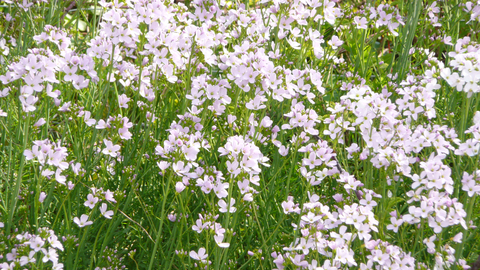 Cuckooflower