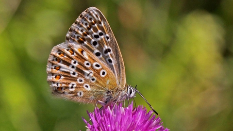 Chalkhill Blue butterfly