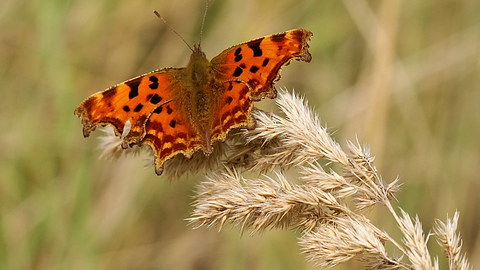 Comma butterfly