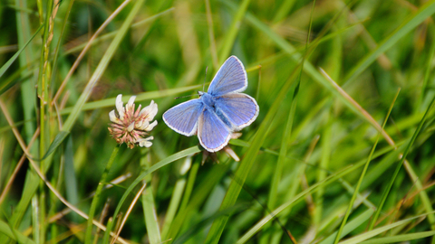 Common Blue butterfly male