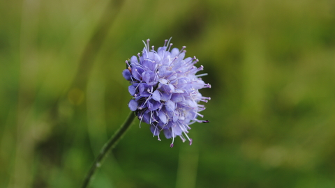 Devil's-bit Scabious