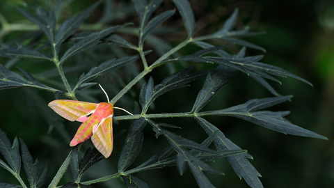 Elephant Hawk-moth