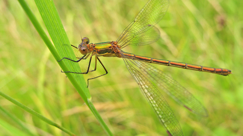 Emerald Damselfly