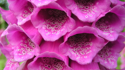 Foxglove