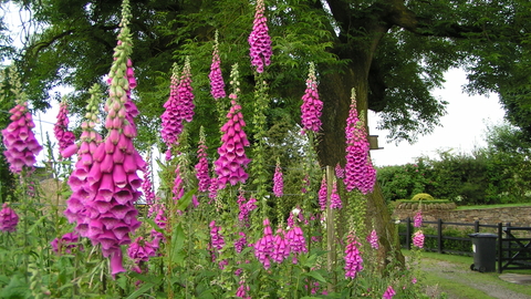 Foxglove