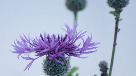 Greater Knapweed