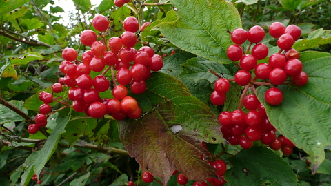 Guelder-rose