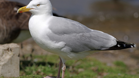 Herring Gull