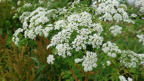 Hemlock