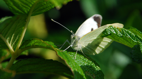 Large White butterfly