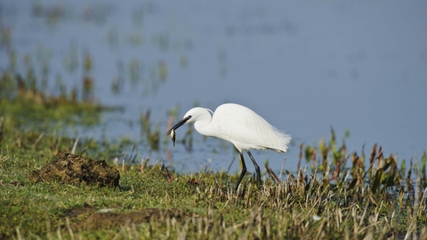 Little Egret