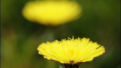 Mouse-ear Hawkweed