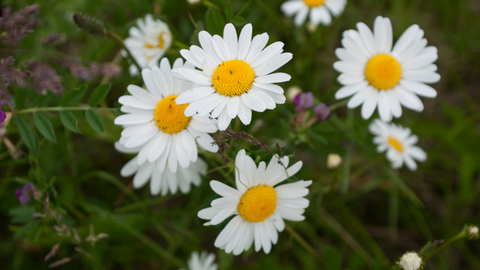 Oxeye Daisy