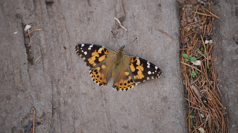 Painted Lady