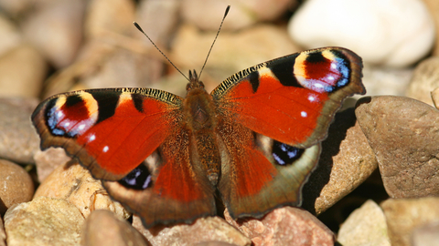 Peacock butterfly