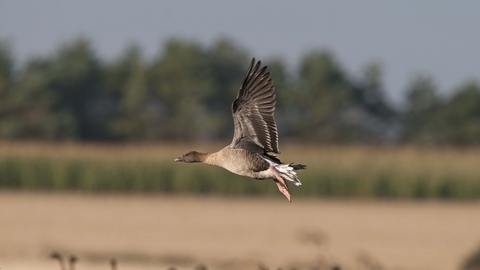 Pink-footed Goose