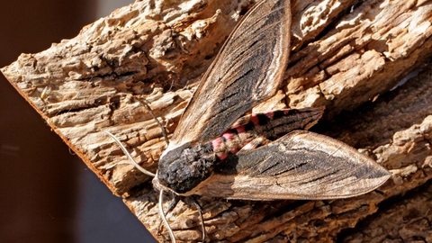 Privet Hawk-moth