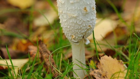 Shaggy Inkcap