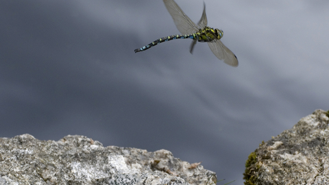 Southern Hawker