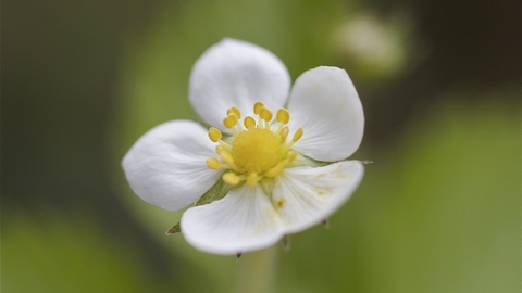 Wild Strawberry