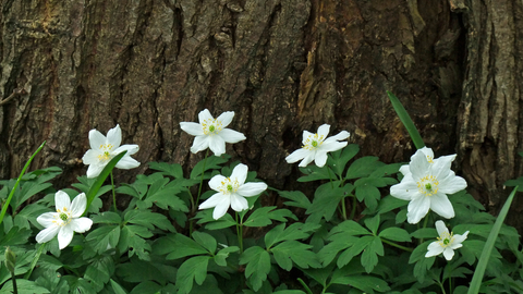 Wood Anemone