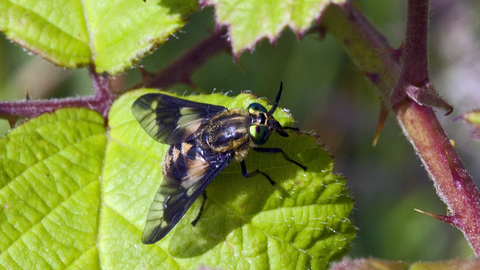 Twin-lobed Deer-fly