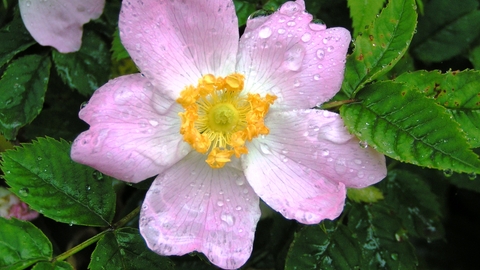 Dog-rose