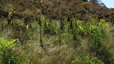 Giant Hogweed